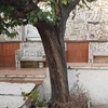 Tala de árboles