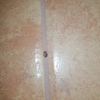 Fumigación o Desinsectación