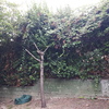 Hacer puesta a punto de jardín