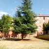 Talar árboles