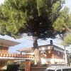 Talar árboles