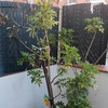 Reforma parcial vivienda