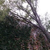 Talar árboles