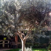 Talar árboles
