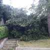 Corte y retirada de un arbol que se ha caido por el viento