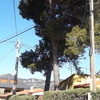 Talar árboles