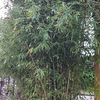 Mantener Jardín