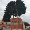 Tala árboles grandes