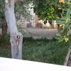 Talar árboles