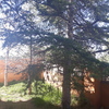 Talar árboles