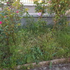 Desbrozar Jardín