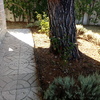 Talar árboles