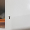 Fumigación o Desinsectación