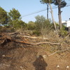 Talar árboles