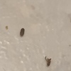 Fumigación o Desinsectación