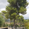 Talar árboles