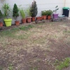 Plantar Cesped