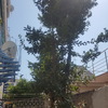 Talar árboles