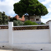Tala de pino