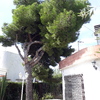 Talar árboles