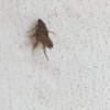 Fumigación o Desinsectación