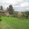 Talar árboles