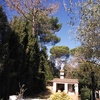 Talar árboles