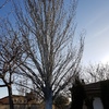 Talar árboles