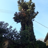 Talar árboles