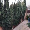 Talar árboles