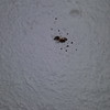 Fumigación o Desinsectación