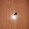Fumigación o Desinsectación
