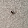 Fumigación o Desinsectación