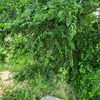 Talar árboles