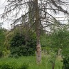 Desbrozar Jardín
