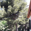 Talar árboles