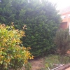 Desbrozar Jardín