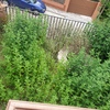 Desbrozar Jardín
