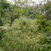 Mantener Jardín