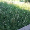 Plantar Cesped