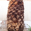 Talar árboles