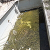 Revestir Piscina con Otros Materiales