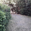 Cesped Artificial