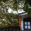 Talar árboles