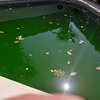 Limpieza puntual de piscina
