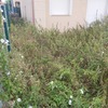 Desbrozar Jardín