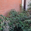 Desbrozar Jardín