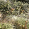 Mantener Jardín