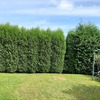 Mantener Jardín
