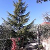 Talar árboles